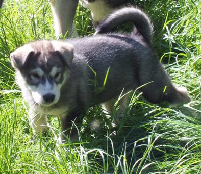 tundra pups 9 wks