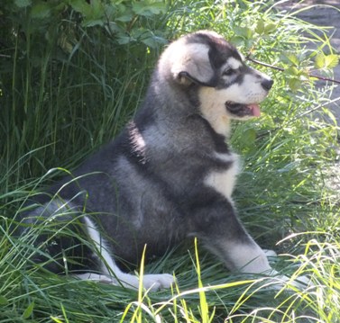 tundra pups