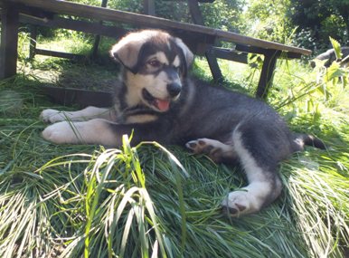 tundra boy 9wks