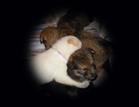 pagans pups 4 wks old