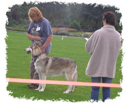 timber in obedience competition