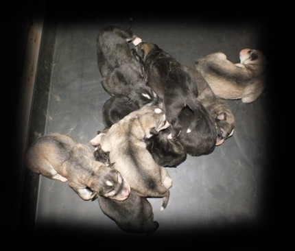 tundras 2day old pups