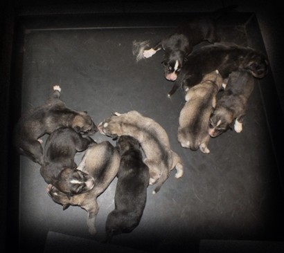 tundras pups 2 days old