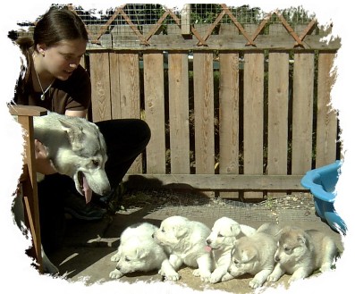 alison with echo pups