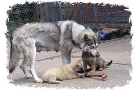 pagan introducing pups to barf