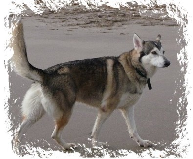 timber on the beach