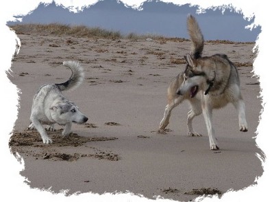 timber and noah on skeggy beach