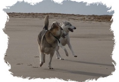 timber and noah on the beach