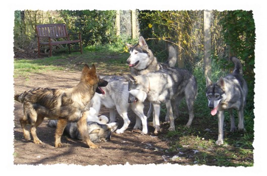 bracken and the pack