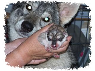 breeze and day old pup