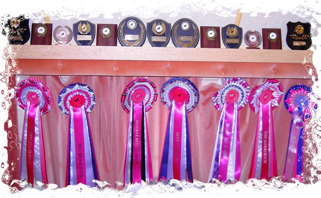 caravan trophies