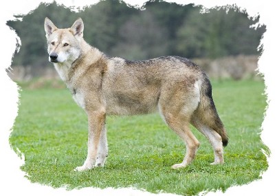 carlic saarloos wolfdog