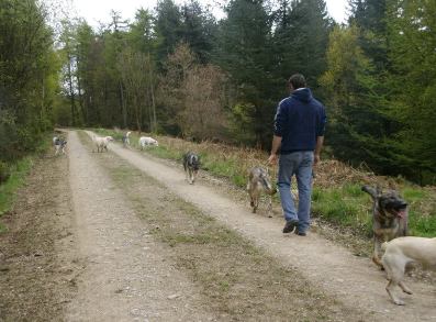 darryl and his pack