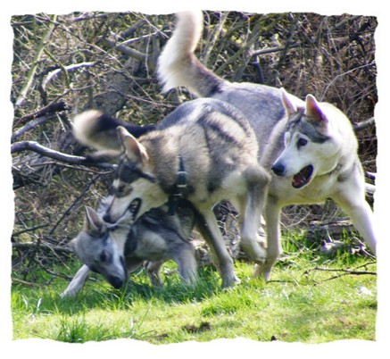 dogs playing in garden 09