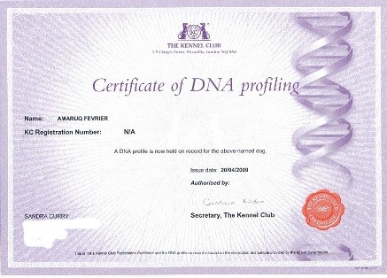 drummer dna certificate