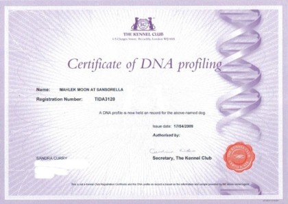 echos dna profile certificate