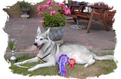 echo best in show