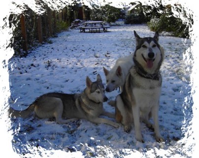 timber echo and luna in the snow