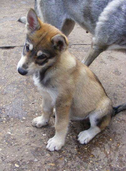 esteban 11wks