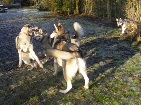 pack in garden 20