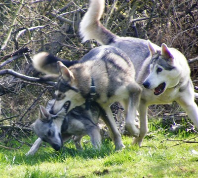 pack in garden 8