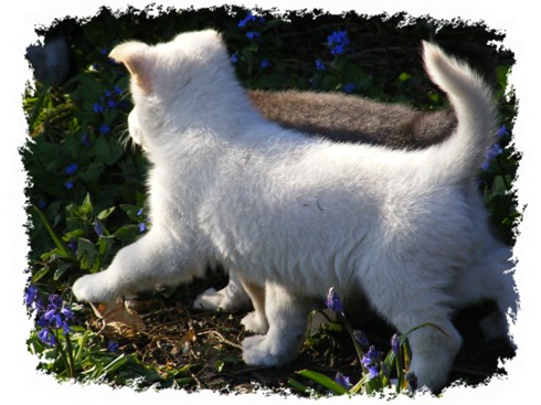 white pup