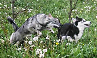 kali and friend