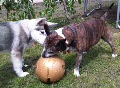 lexi and bella