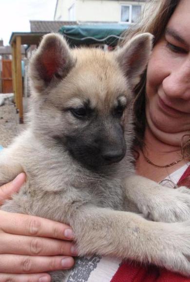 puppy cuddles