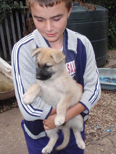 puppy cuddles