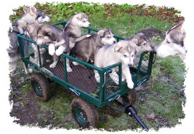 pupmobile