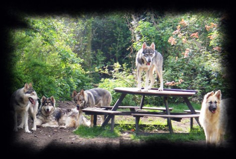 the pack in the garden