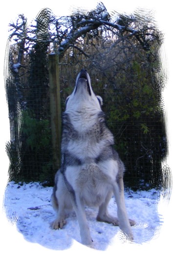 pagan howling