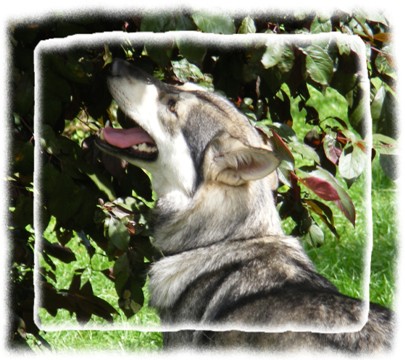 pagan picking plums