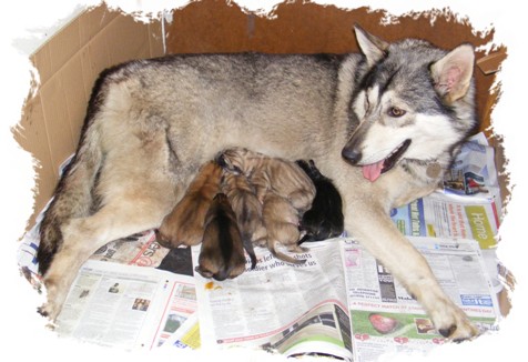 pagan and newborn pups