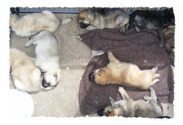 pagans pups 3 weeks old