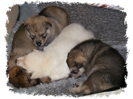 pagans pups 3 weeks