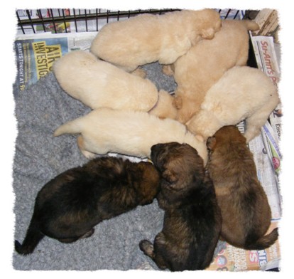 pagans pups 3wks old