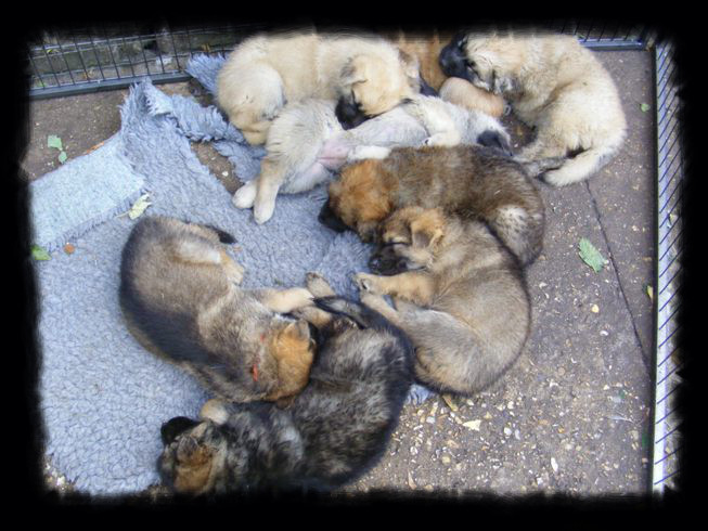 pagans pups 5 weeks old