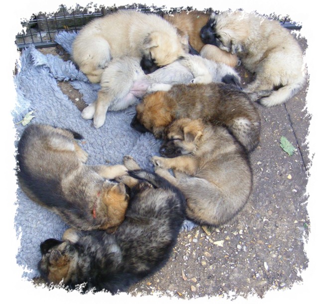 pagans pups 5 weeks old