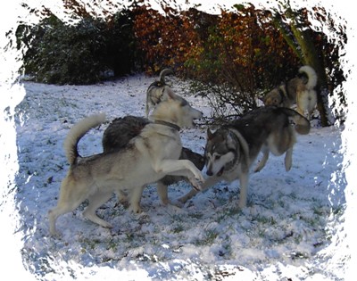 playing in the snow