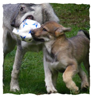 rocky and quest