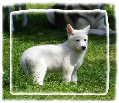 white pup