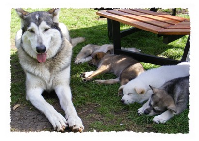 timber puppysitting