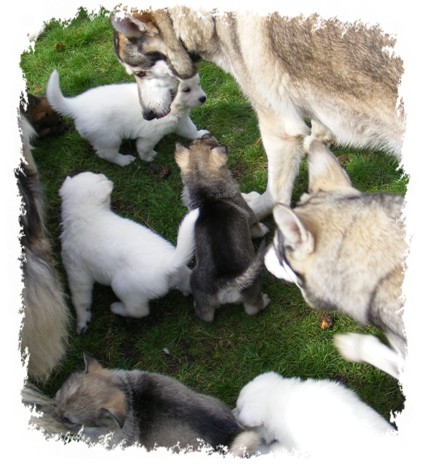 pagans pups meet the pack for the first time