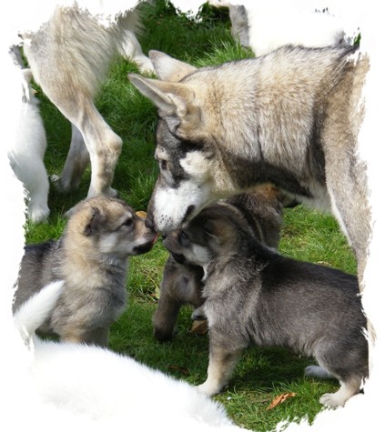 pagans pups meet the pack