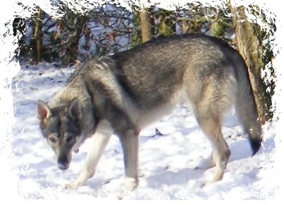 quest in the snow 1 yr