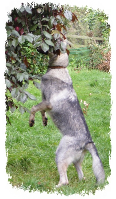 quest picking plums