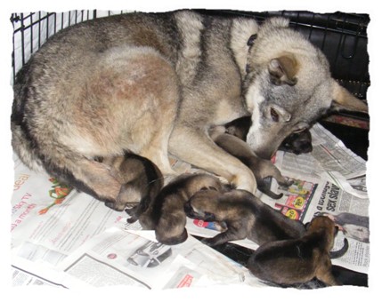 quest and day old pups