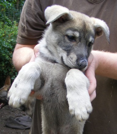 quest turquoise boy 7 wks